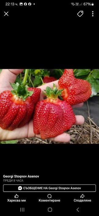 Продавам разсад ягоди и малини