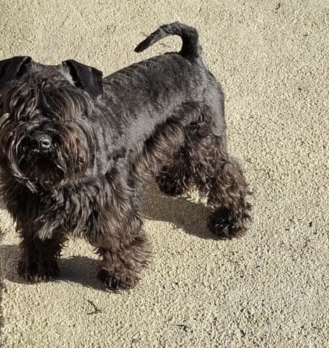 Schnautzer pitic