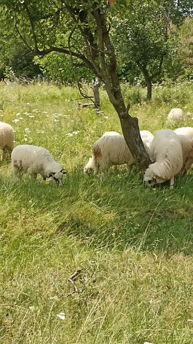 Miei de vânzare au peste 30 45 kg viu și carcasă de oaie 25 lei kg