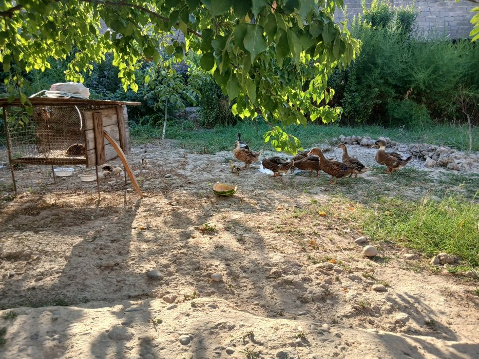 Урдаклар сотилади 12.  13 та кичкина болалари бор 2та она урдак