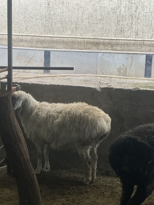 Qara quloq qoʻy sotiladi