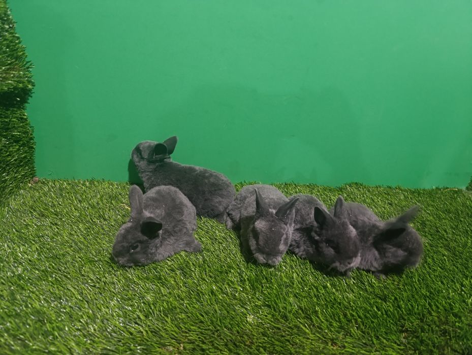 Reks Goluboy Quyon bolachalari sotiladi