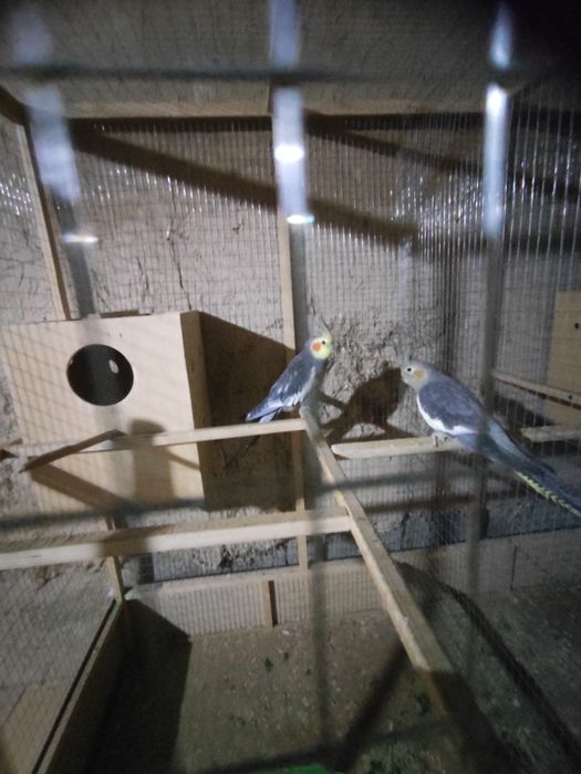 Карела сотилади 1 пар рабочи