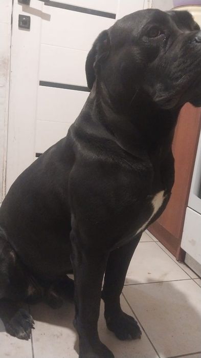 Кане Корсо вязка