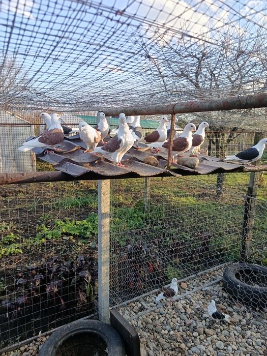 Porumbei de ornament