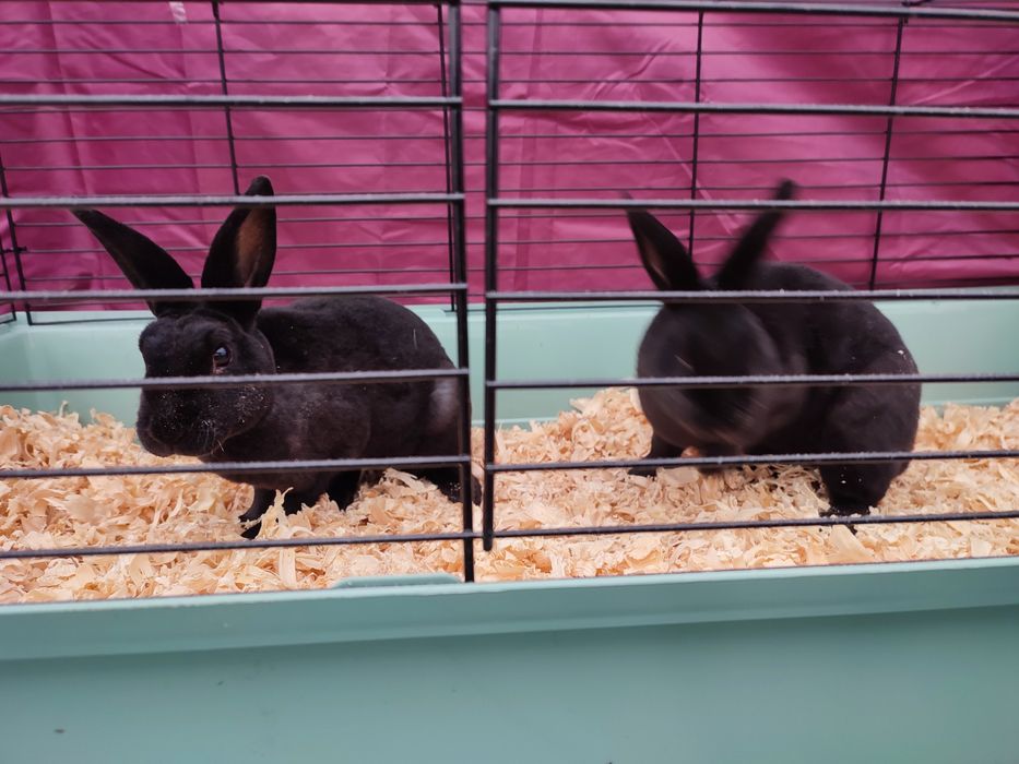 Iepuri rex castor și negru