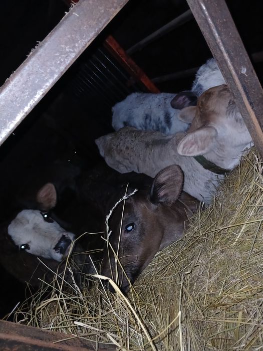 Vând viței sugarii