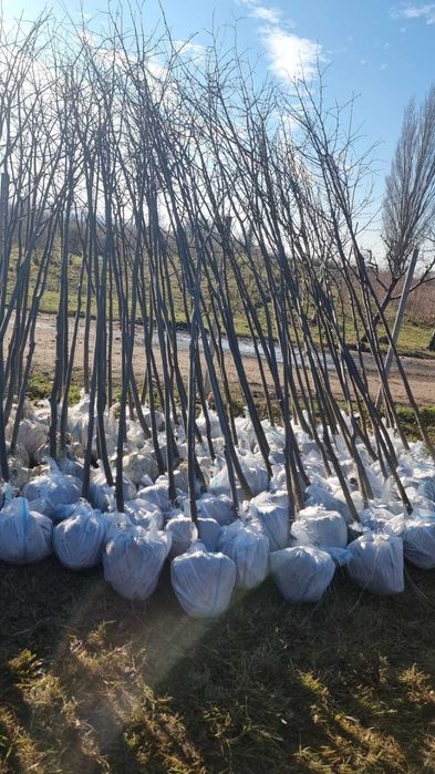 Vand Mesteacan , Tei , Platan , Artar de camp, Stejar. Plante de Padure.