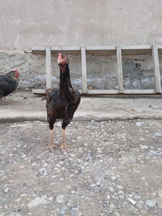 дакан жумырткалары