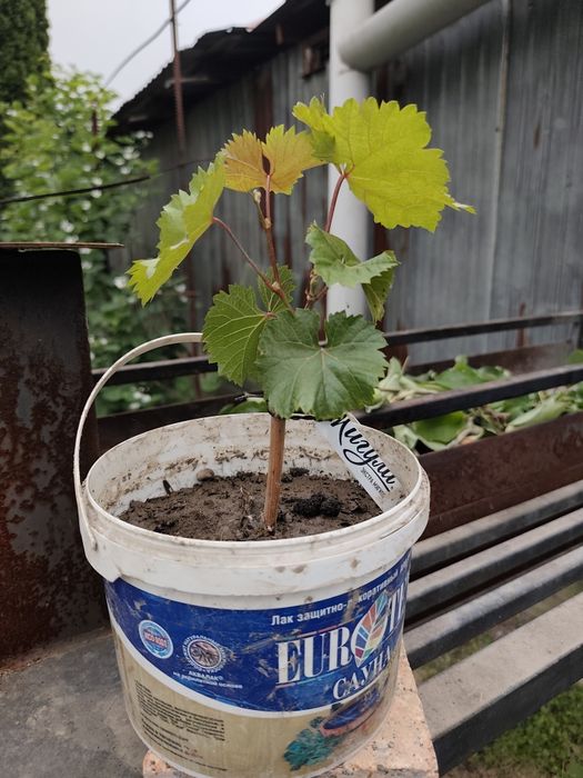 Саженец винограда Молдова