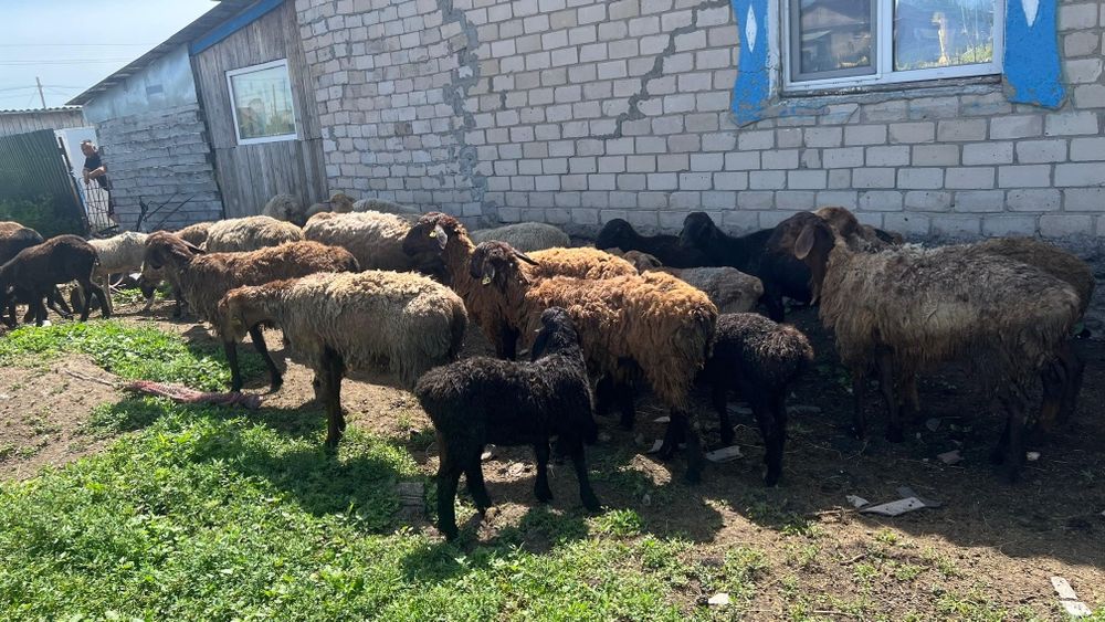 Продам овечек на развод.