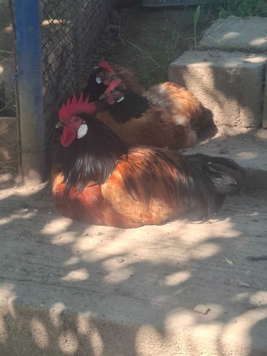 Vand oua de incubare de găini worwerk