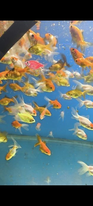 Олтин баликлар сотилади