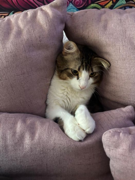 Pisicuță pentru adopție