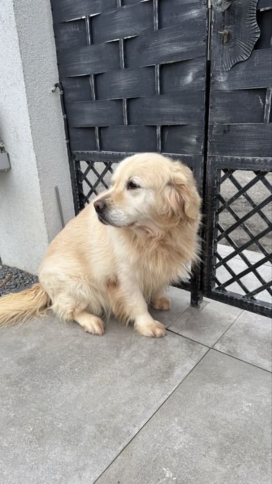 Donez golden retriver