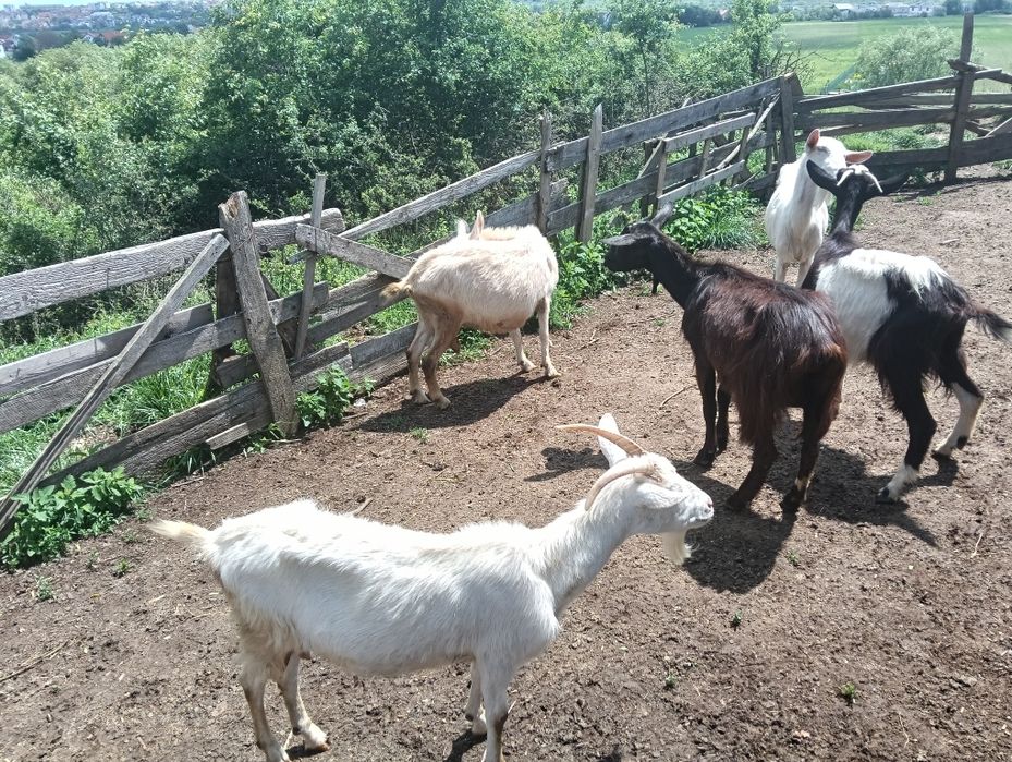 Lapte de capra bio