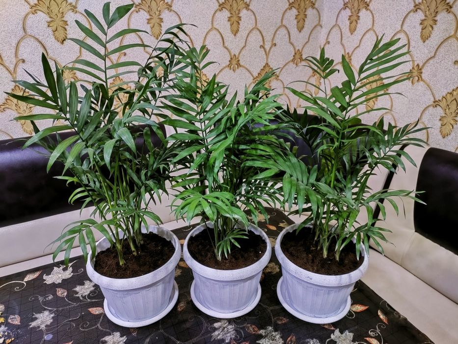 Цветы комнатные, доставка