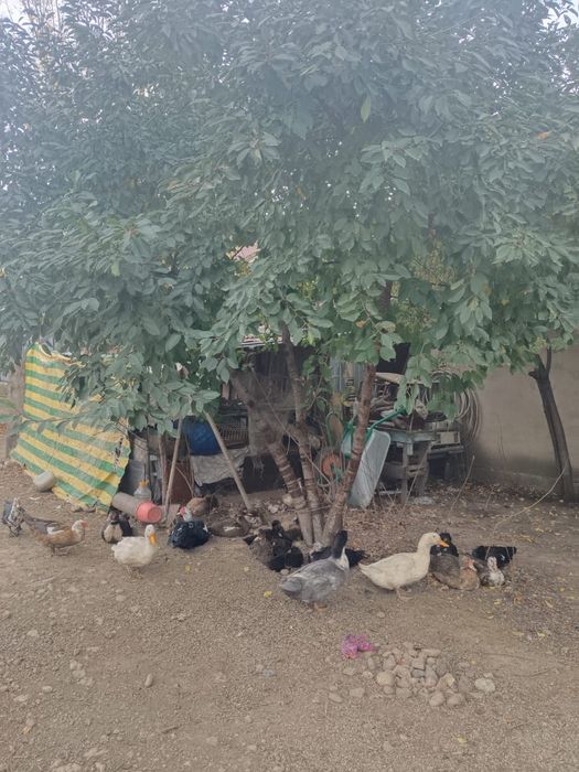 Срочно продам инда утка