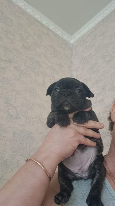 Французский бульдог девочка тигровая