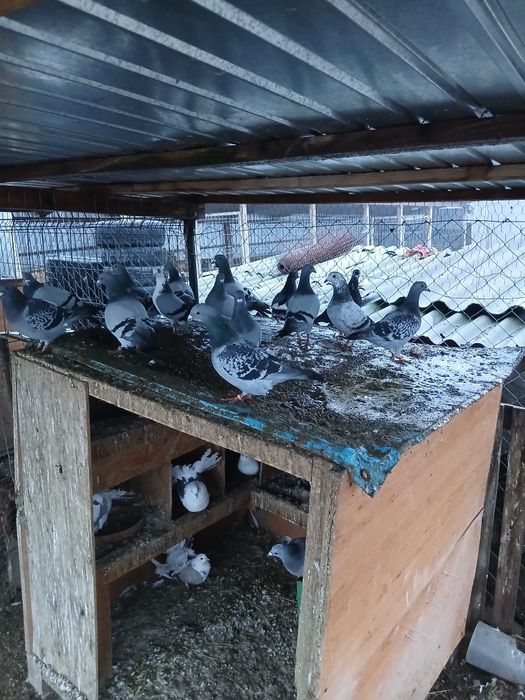 Porumbei voiajori tineri/schimb