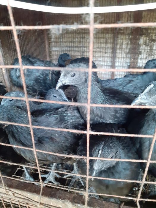 Продам кур молодок Аям Цемани.