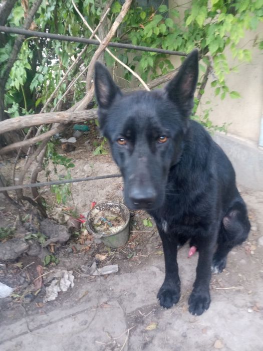 Прадам авчарку немецкую