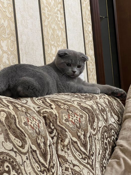 Шотландский вислоухий кот (Scottish Fold)