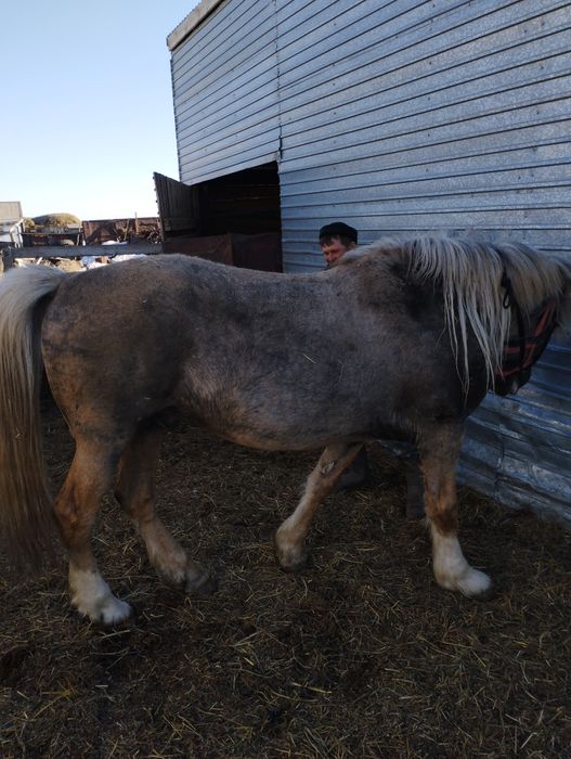 Жеребец Атбасар продажа