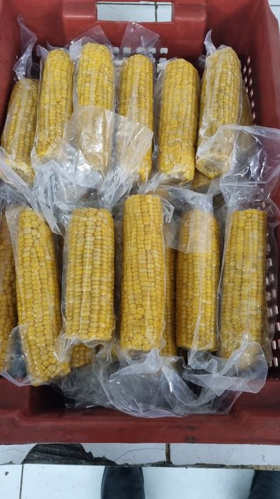 Кукуруза в початках