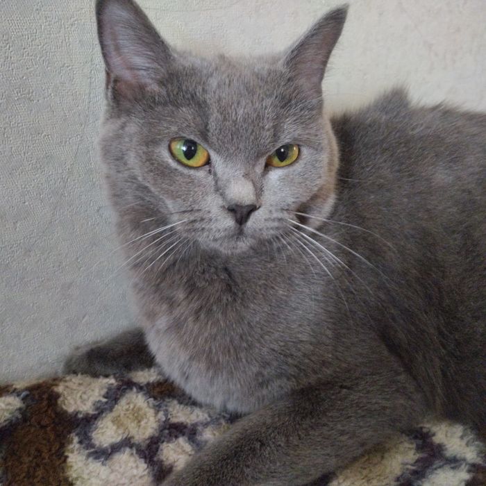 Отдам кошечку в хорошие руки