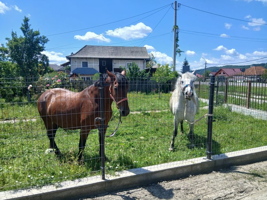 Iapa Murgă de vânzare