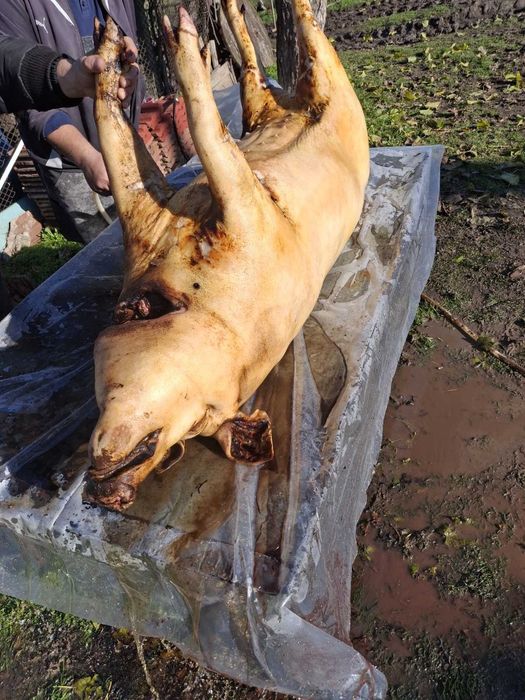 Продавам свинско месо