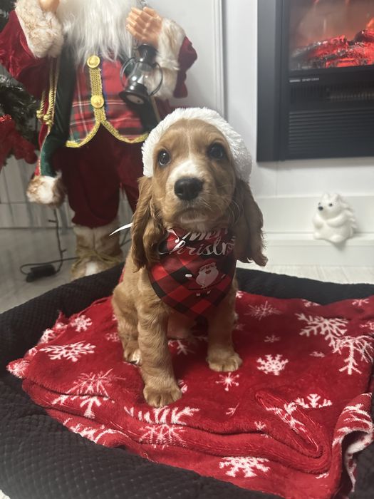 De vânzare Cocker Spaniel – 2 luni