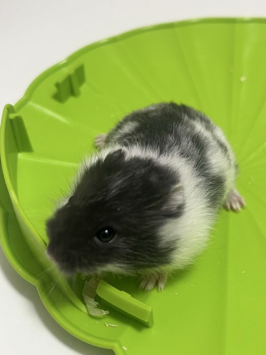 Vand pui de hamster pitic 35 lei bucata