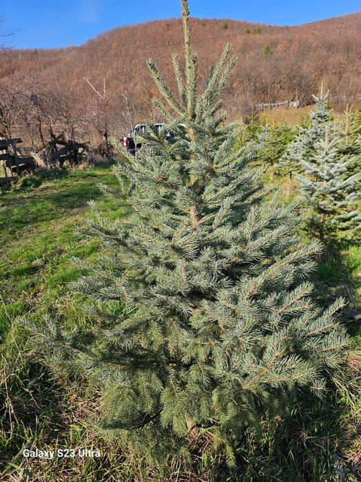 Brad argintiu cu balot de pamant