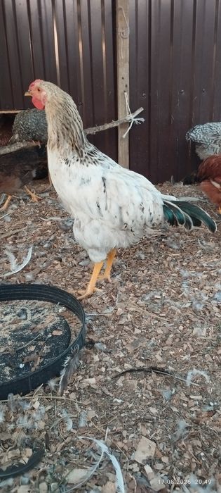 Продам молодых  петушков