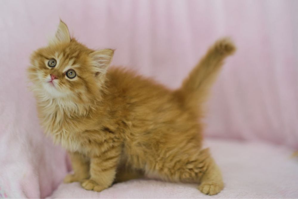 Сибирский котенок