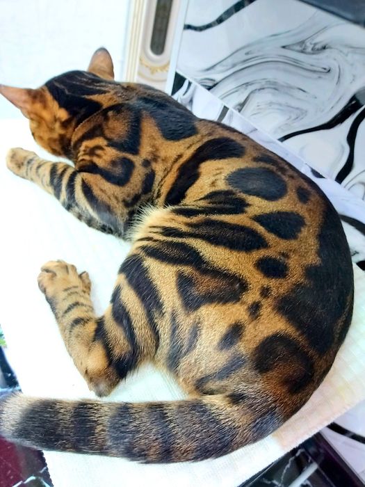 Котята с рисунком Леопарда. БЕНГАЛЬСКИЕ