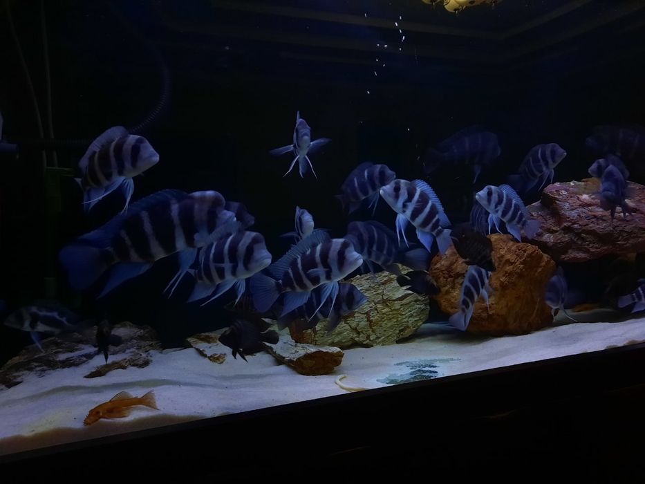 Sotiladi Frantoza north blue