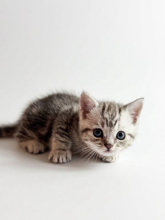 продам шотланских котят