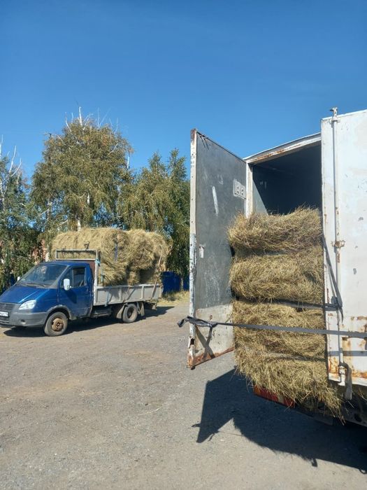 Продам сено житняк в руках