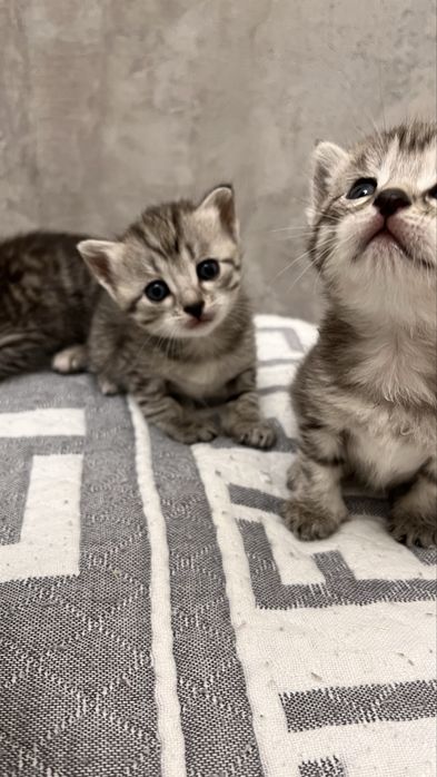 котята котята котята