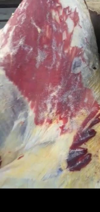 Говядины, семіз ет достовка