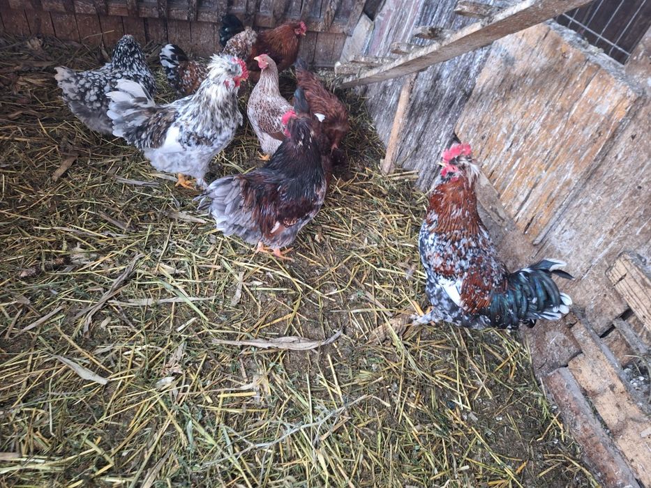 Disponibil ouă incubat găini moțate și colorate