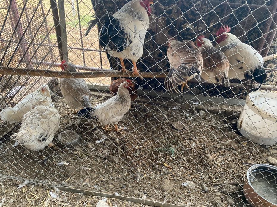 Тауықтар сатылады