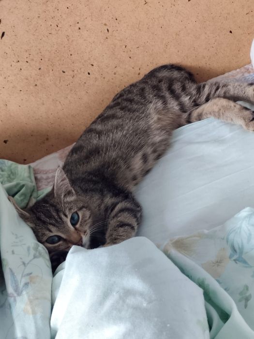 Котёнок в добрые ручки