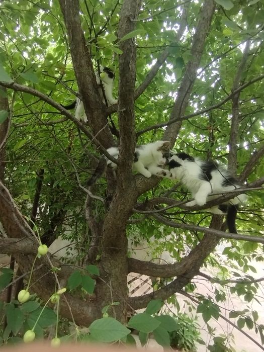 Отдаём котят в хорошие руки