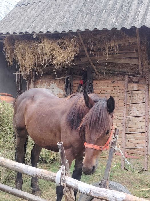 Vând o mânză și un manz