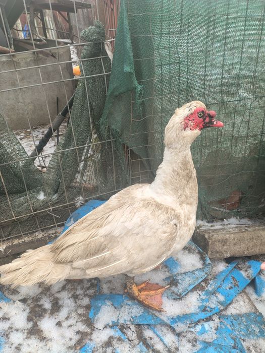 Vând Rățoi Lesesc / Pereche ( pentru reproducere)