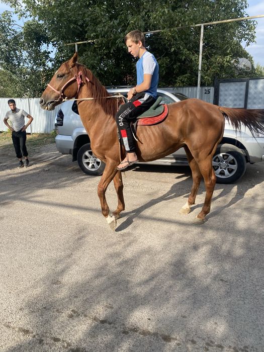 Продом хорошего ездового коня